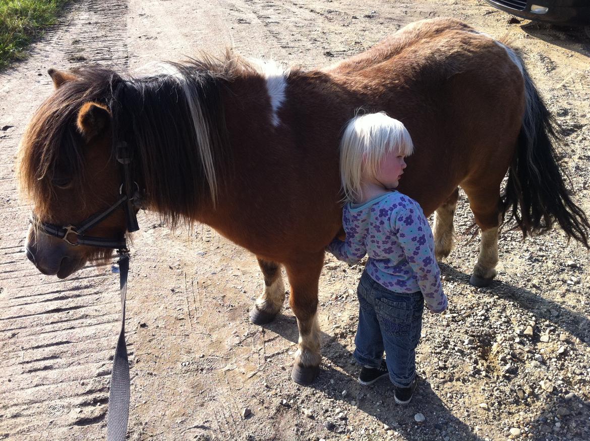 Shetlænder Vegenå S Hyhy (himmel pony ??) billede 7