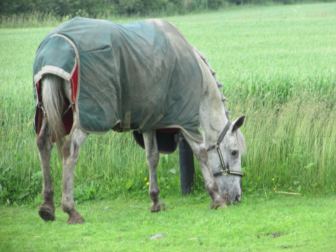 Knabstrupper Mistry<3 A pony - <3 billede 28