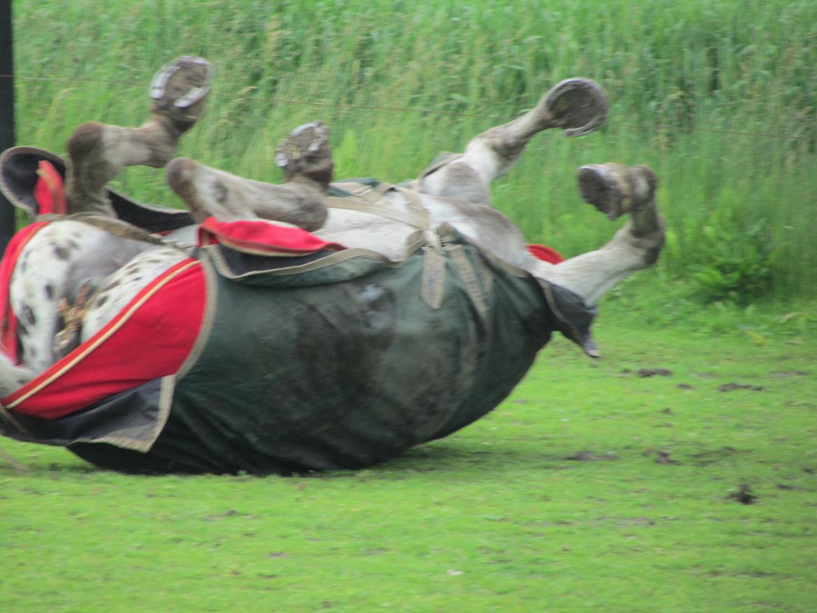 Knabstrupper Mistry<3 A pony - Rulle, rulle;-) billede 30