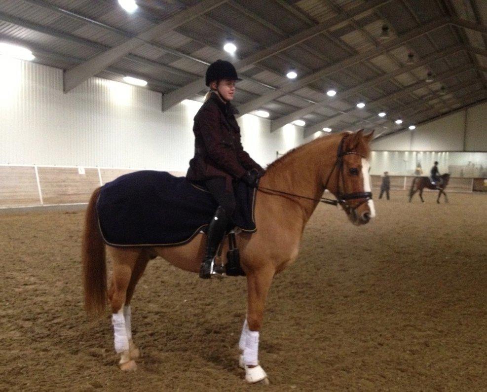 Tysk Sportspony Proud Don Caruso A-PONY - Første gang jeg sider på ham billede 1