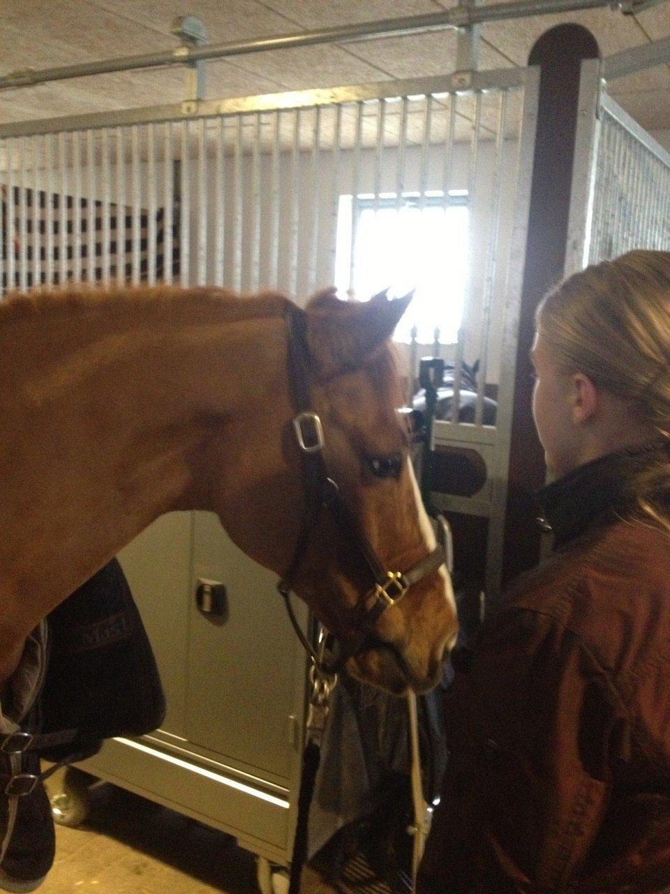Tysk Sportspony Proud Don Caruso A-PONY - Da vi var henne og se Caruso og Simone til landsholds samling i Middelfart billede 2