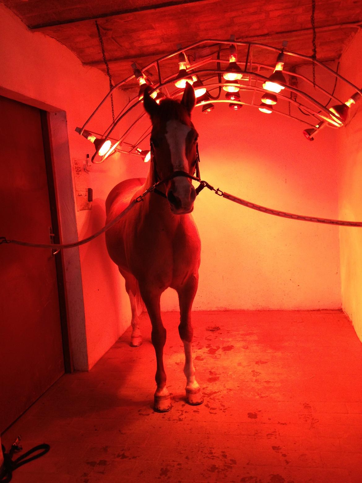 Tysk Sportspony Proud Don Caruso A-PONY - Caruso nyder en tur i solen efter en badtur om vinterne billede 3