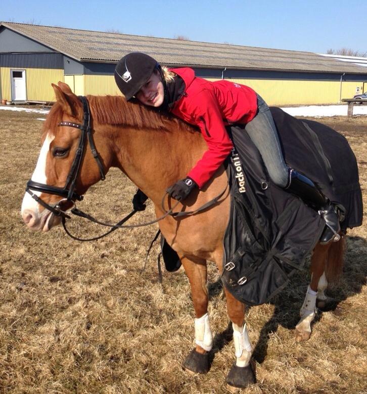 Tysk Sportspony Proud Don Caruso A-PONY - 3 ridetur. 'Livet handler ikke om at finde en man kan leve med, men at finde en man ikke kan leve uden' billede 4