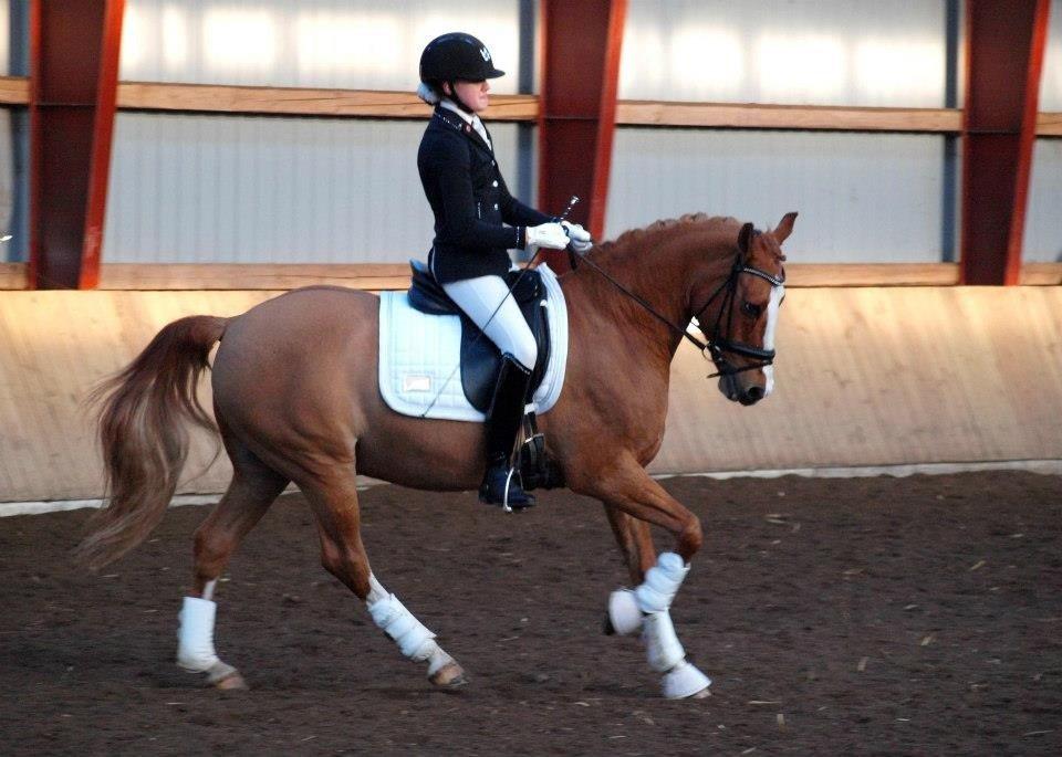 Tysk Sportspony Proud Don Caruso A-PONY - Første stævne Skovly billede 5