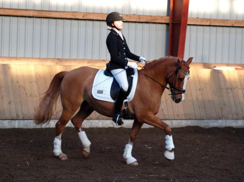 Tysk Sportspony Proud Don Caruso A-PONY - Skovly billede 6