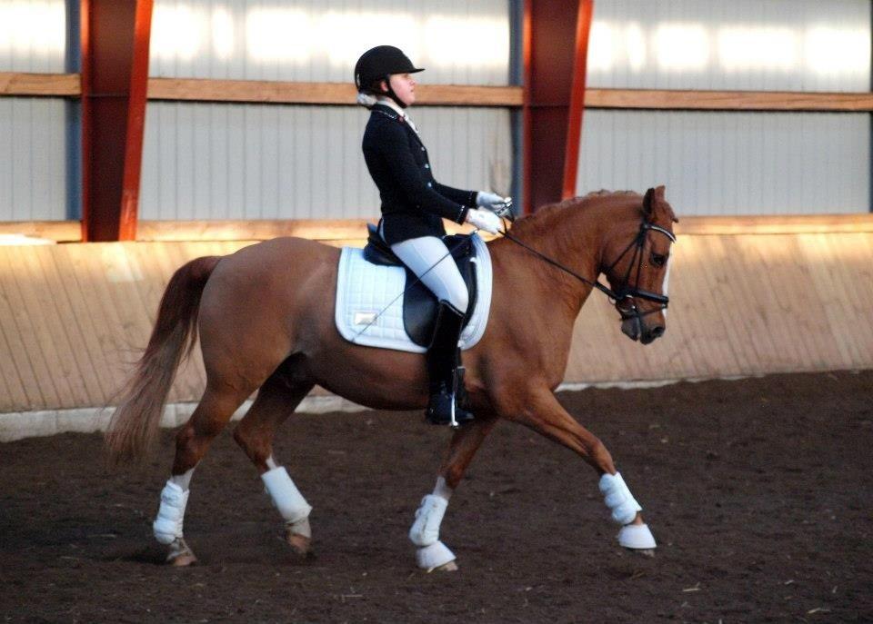 Tysk Sportspony Proud Don Caruso A-PONY - Skovly billede 7