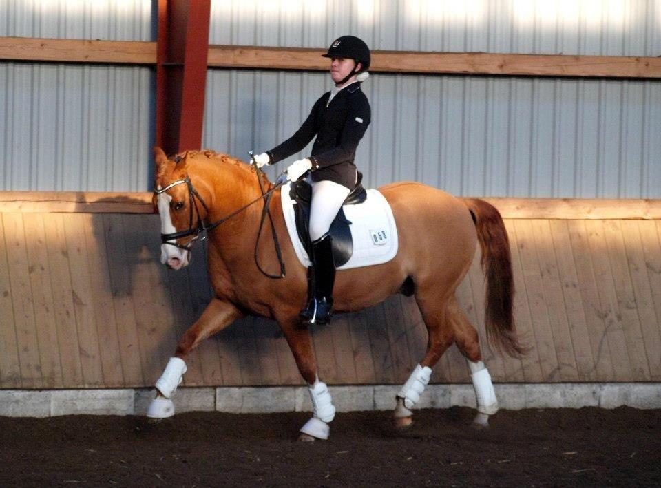 Tysk Sportspony Proud Don Caruso A-PONY - Skovly billede 8