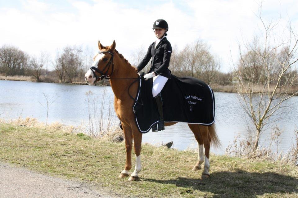 Tysk Sportspony Proud Don Caruso A-PONY - Vallensbæk landstævne første landstævne billede 9