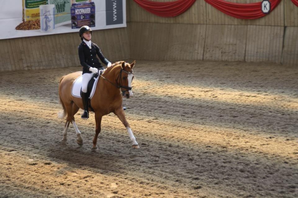 Tysk Sportspony Proud Don Caruso A-PONY - Vallensbæk landstævne billede 10