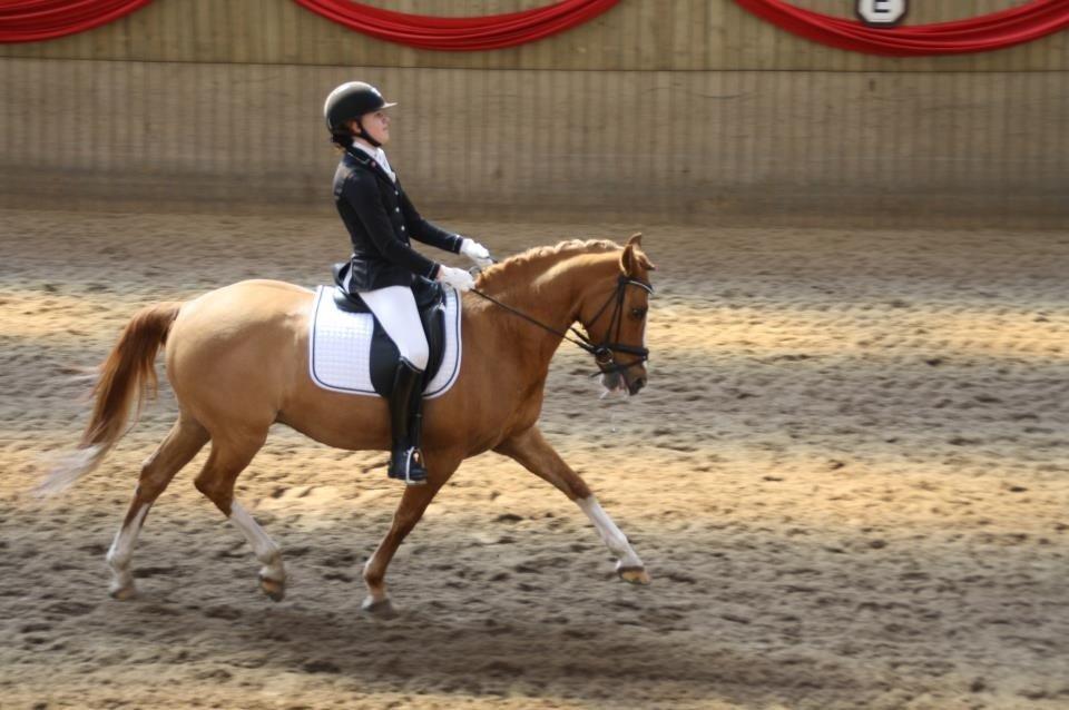 Tysk Sportspony Proud Don Caruso A-PONY - Vallensbæk landstævne billede 11