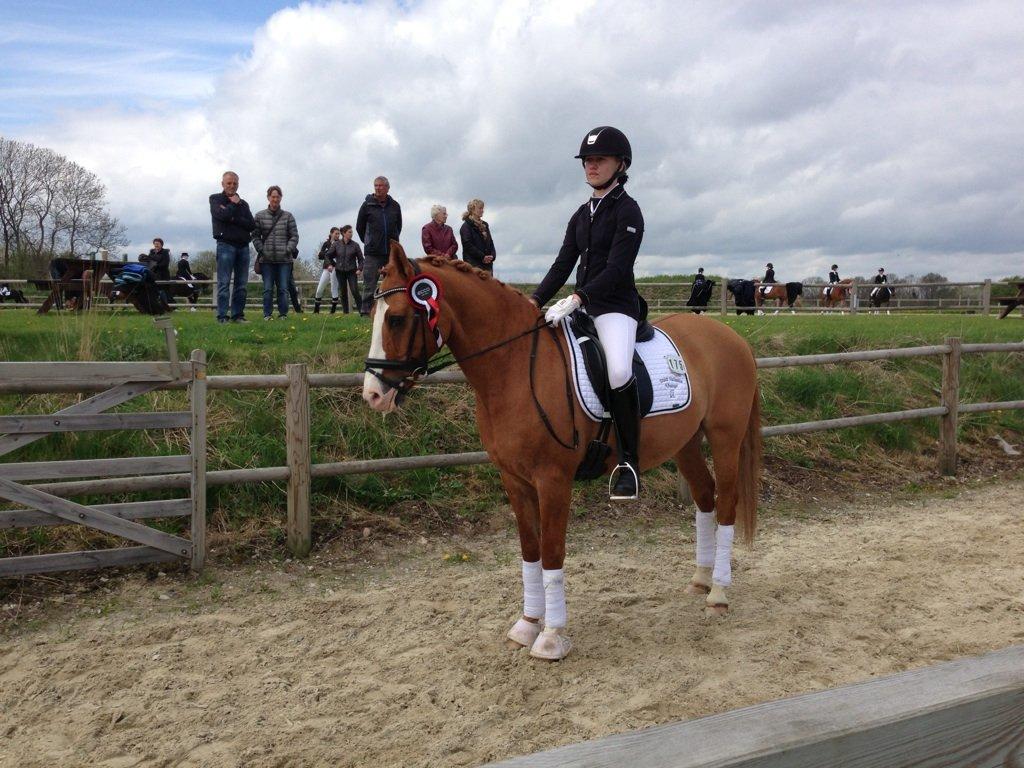 Tysk Sportspony Proud Don Caruso A-PONY - Vendet på man skal til præmeoverrakelse billede 14