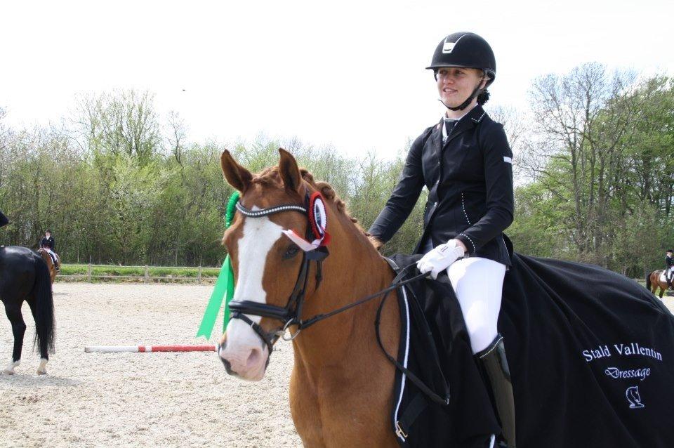 Tysk Sportspony Proud Don Caruso A-PONY - Efter præmieoverrakelse billede 15