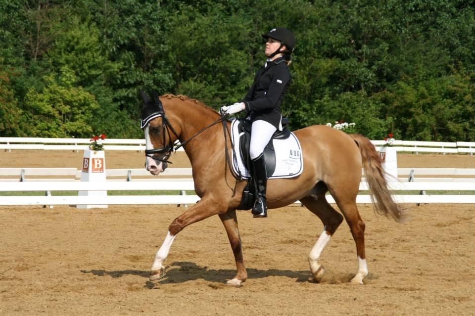 Tysk Sportspony Proud Don Caruso A-PONY - Hjallerup landstævne 2013 PRM til 67,??% og nummer 4 billede 16