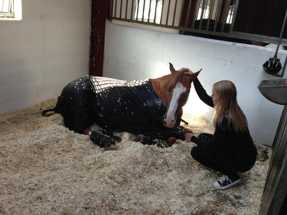 Tysk Sportspony Proud Don Caruso A-PONY - Hygge til landstævne i Hjallerup, har nu haft Caruso i 4 måneder billede 17