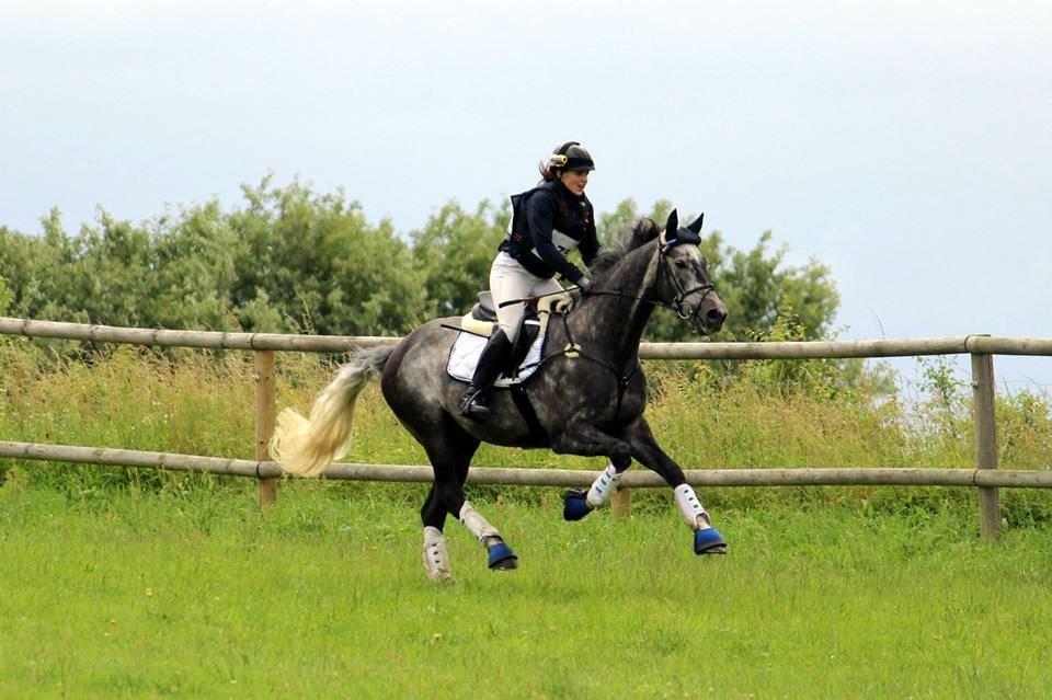 Dansk Varmblod LE-QUI'TO billede 14