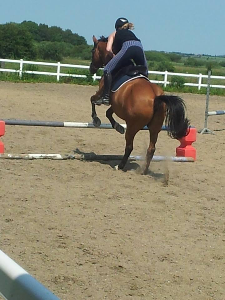 Anden særlig race La Cour (Deutsches Reitpferd/Hessisches Warmblut) - Opvarmning til at springe lidt - sommeren 2013 :) billede 3