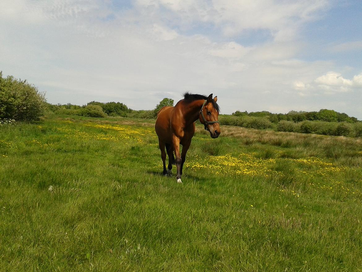 Anden særlig race La Cour (Deutsches Reitpferd/Hessisches Warmblut) - La Cour på folden sommeren 2013 :) billede 10