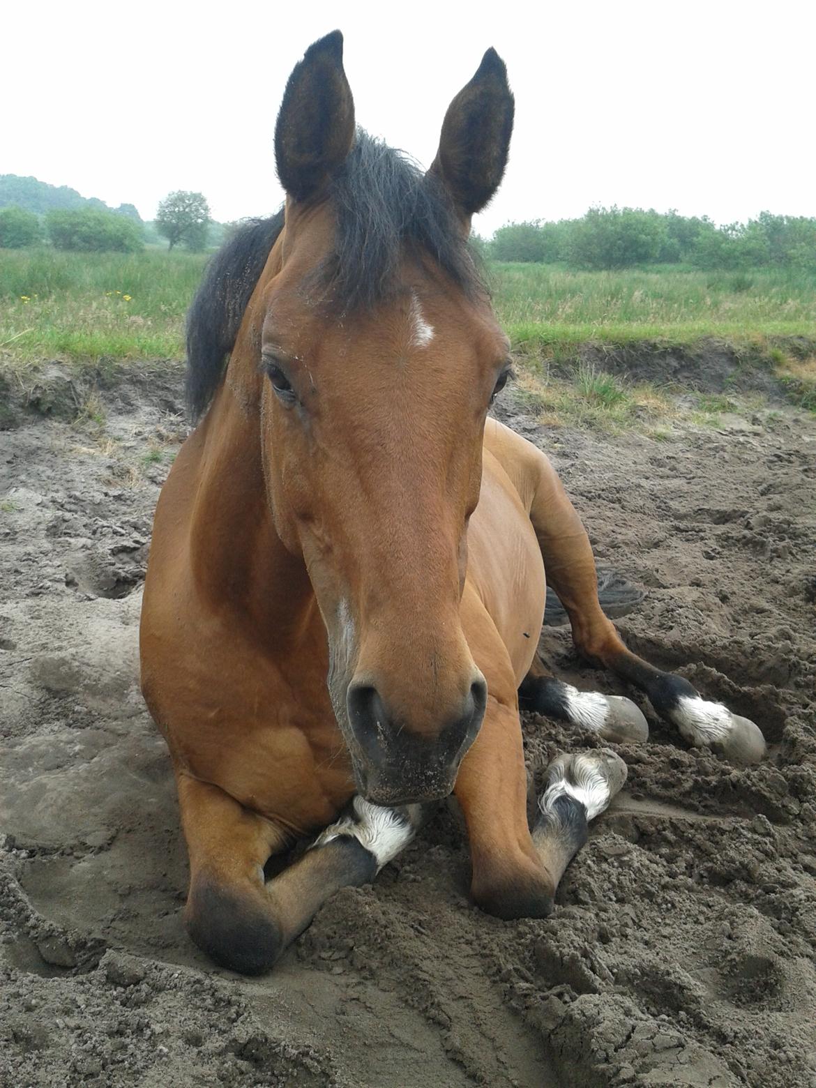 Anden særlig race La Cour (Deutsches Reitpferd/Hessisches Warmblut) - Godmorgen La Cour! <3 En tidlig morgen i sommeren 2013 billede 18