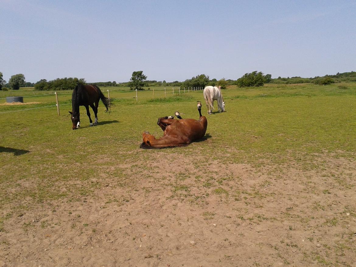 Anden særlig race La Cour (Deutsches Reitpferd/Hessisches Warmblut) - Little pretty boy ruller sig :* billede 16