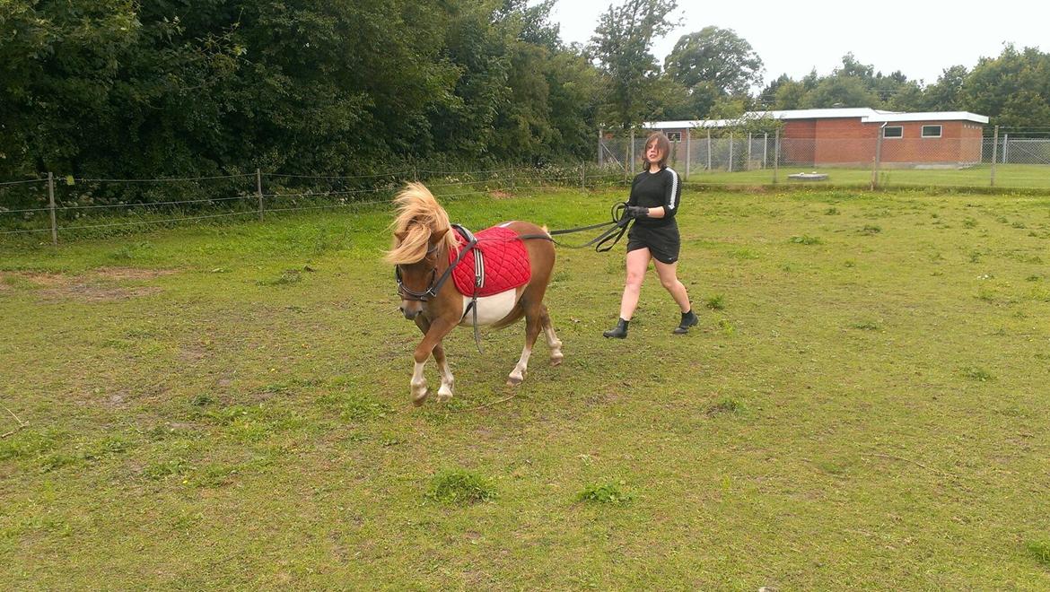 Shetlænder Dalbo´s Lukas - Smukke Lukas. billede 1