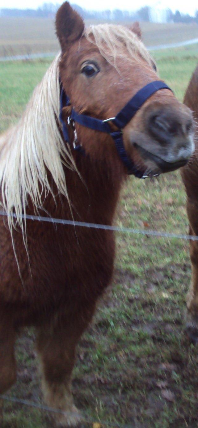 Shetlænder Bjarke - Nuttet! billede 11