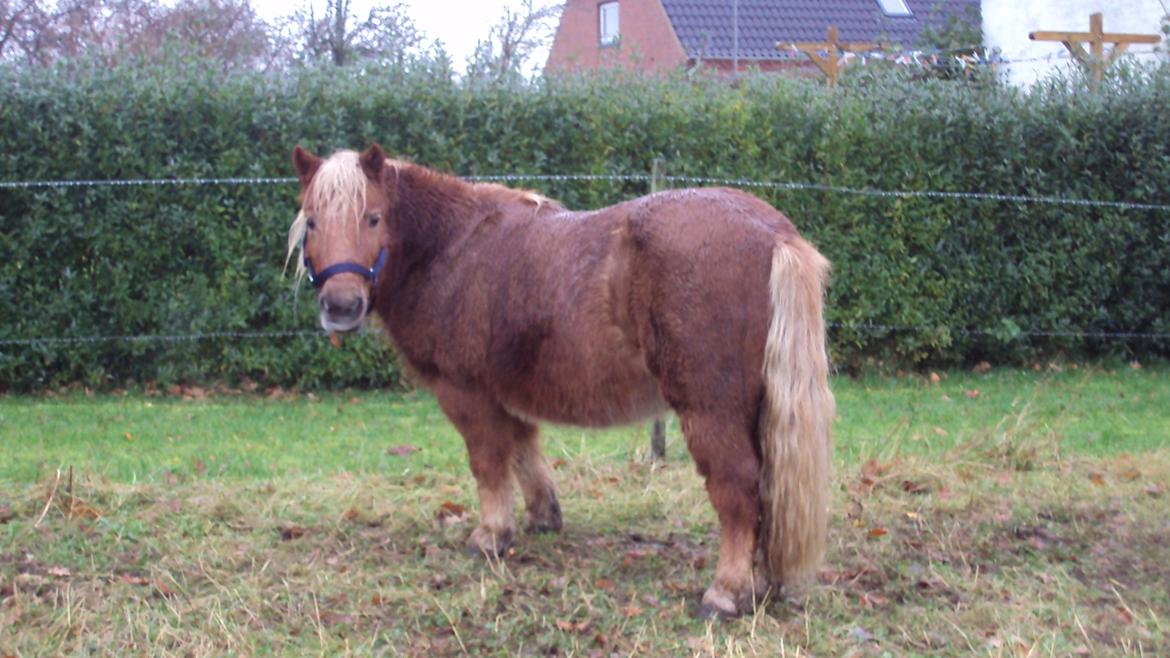 Shetlænder Bjarke - Hvad er det lige du laver? :P billede 12