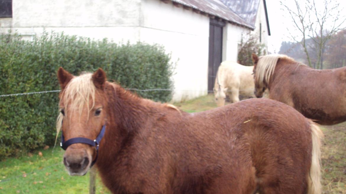 Shetlænder Bjarke - Han er da lidt sød? :) billede 13