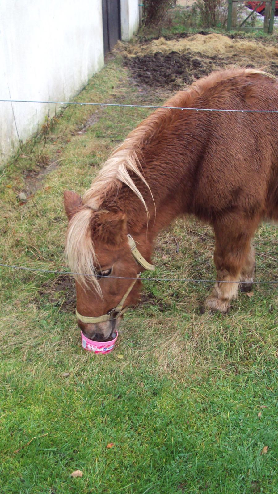 Shetlænder Bjarke - Nam-nam billede 14