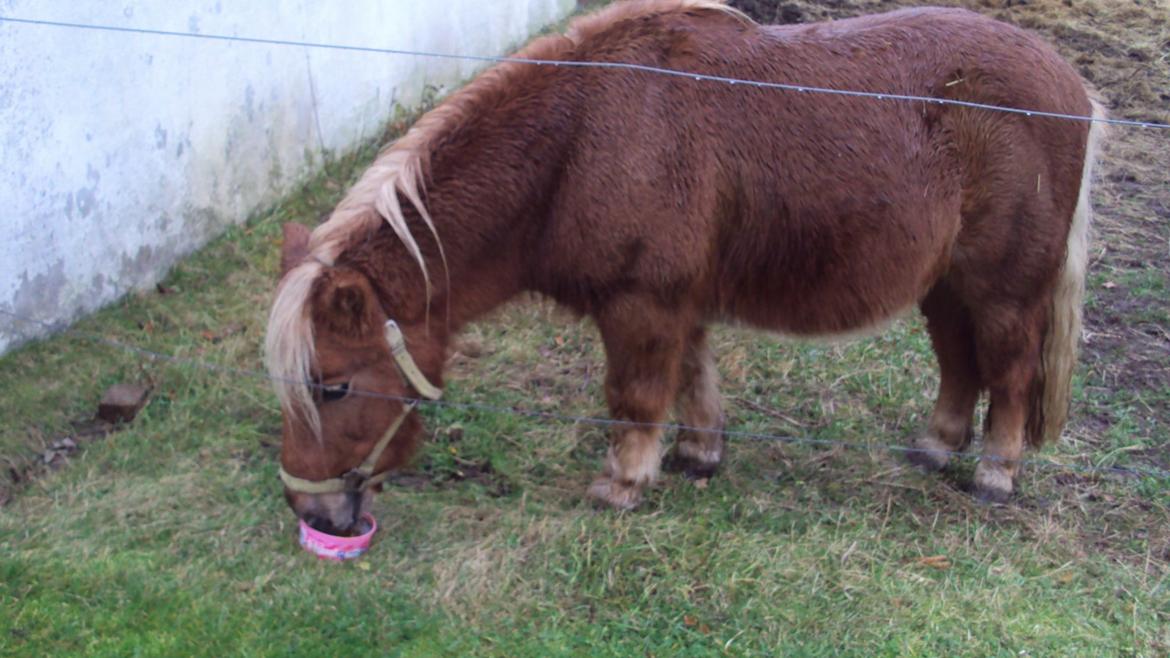 Shetlænder Bjarke - Gumle-gumle billede 15