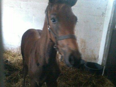 Dansk Varmblod Zackma billede 7