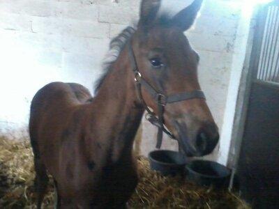 Dansk Varmblod Zackma billede 3