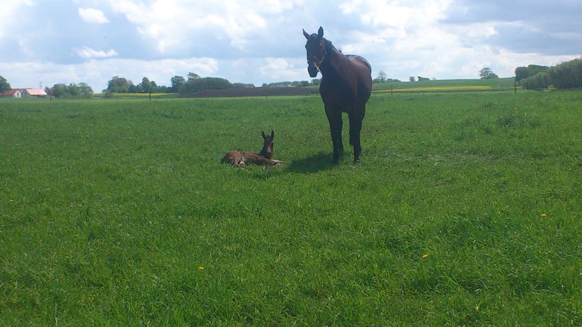 Dansk Varmblod Zackma billede 4