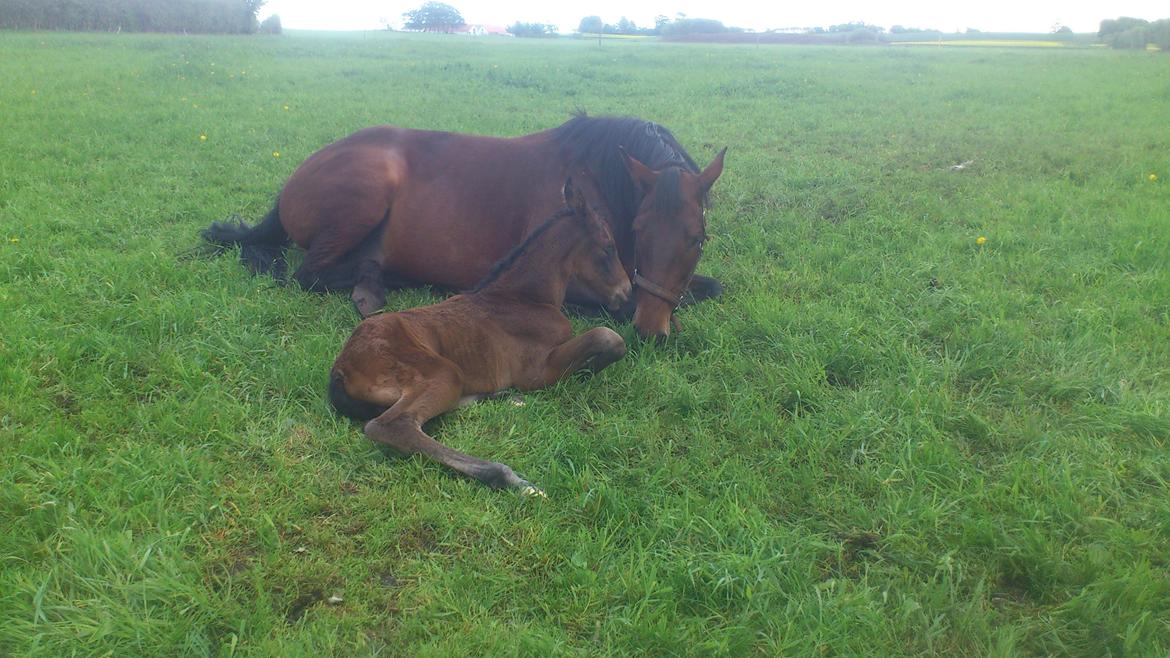 Dansk Varmblod Zackma billede 2