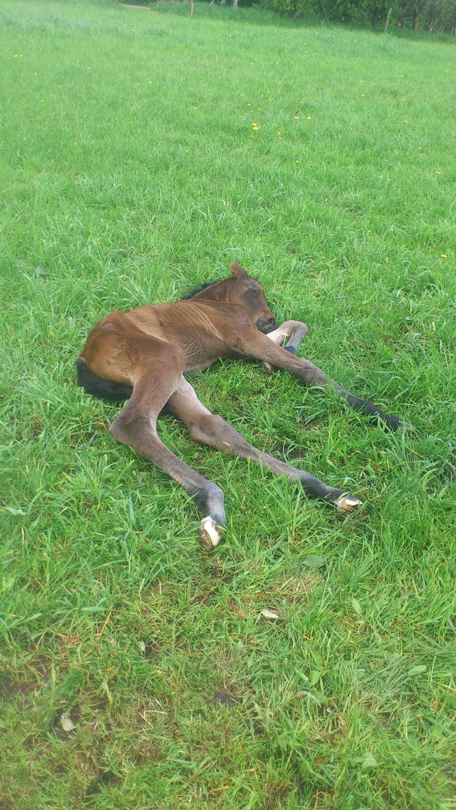 Dansk Varmblod Zackma billede 5