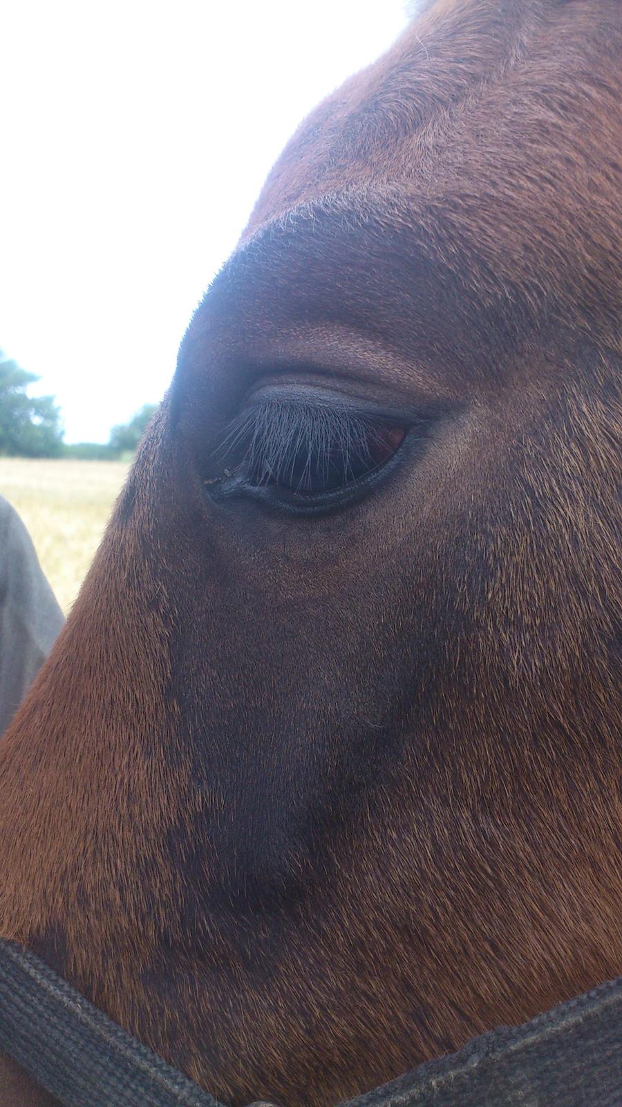 Dansk Varmblod Zackma - Det sidste billede af smukke:'( billede 6