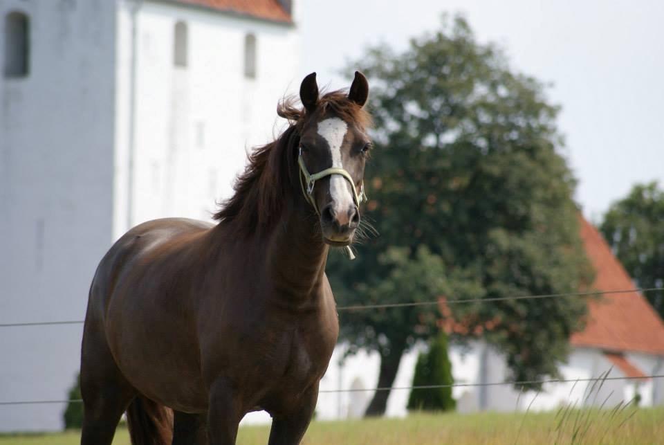 Anden særlig race Honey (Har redet) billede 24