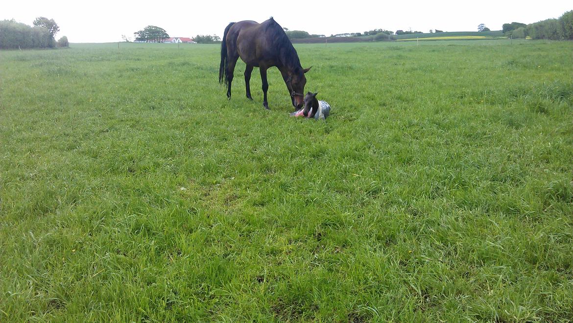 Dansk Varmblod Zackma billede 8