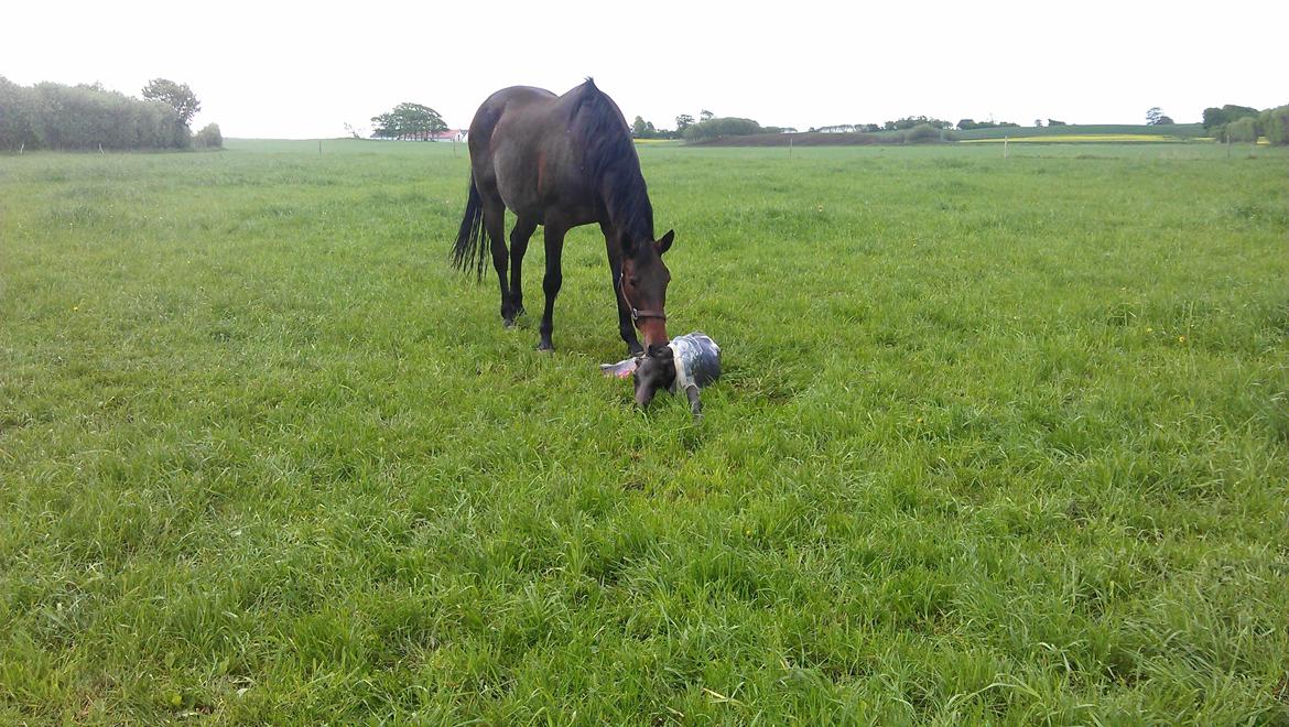 Dansk Varmblod Zackma billede 9