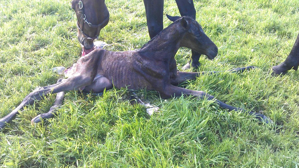 Dansk Varmblod Zackma billede 10