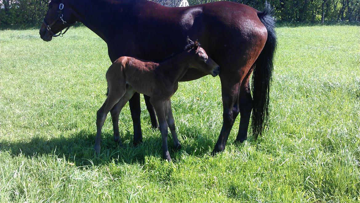 Dansk Varmblod Zackma - Zackmas første slurk mad;-) billede 1
