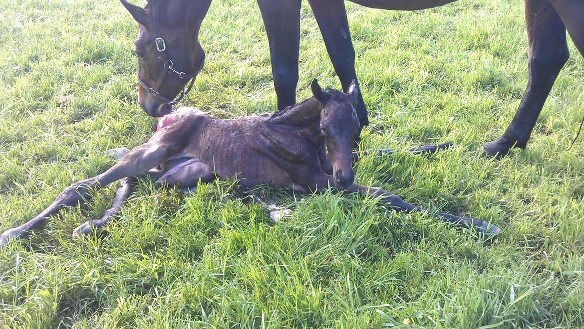 Dansk Varmblod Zackma billede 11