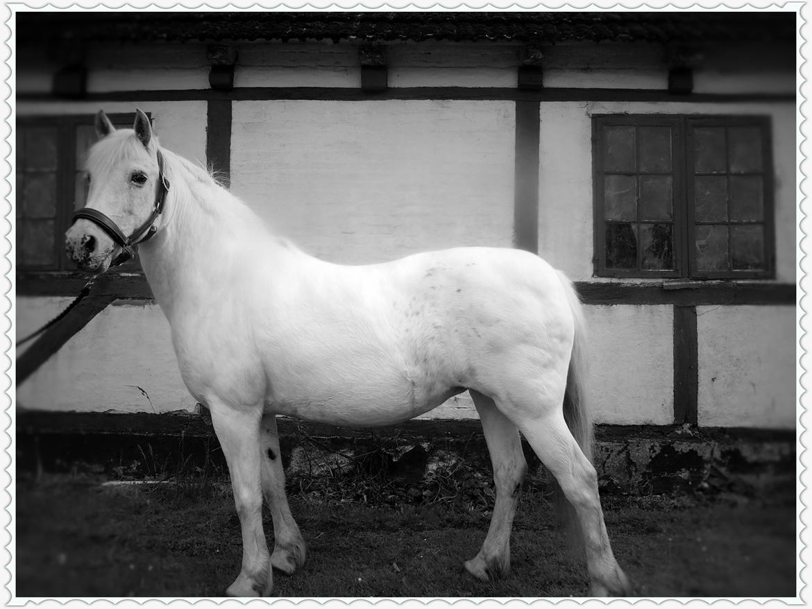 Anden særlig race Snehvide billede 1