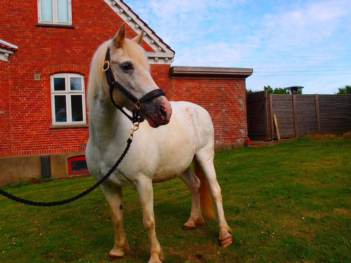 Anden særlig race Snehvide billede 3