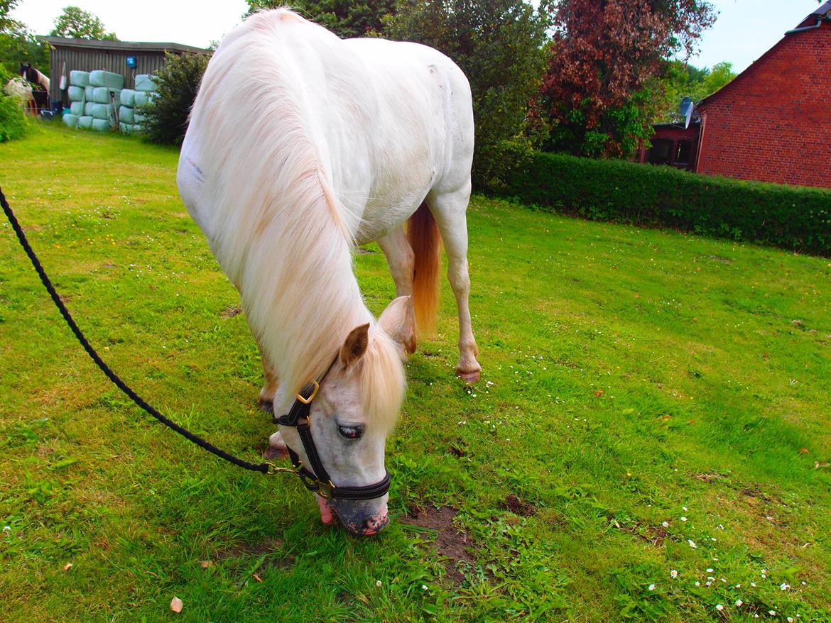 Anden særlig race Snehvide billede 4