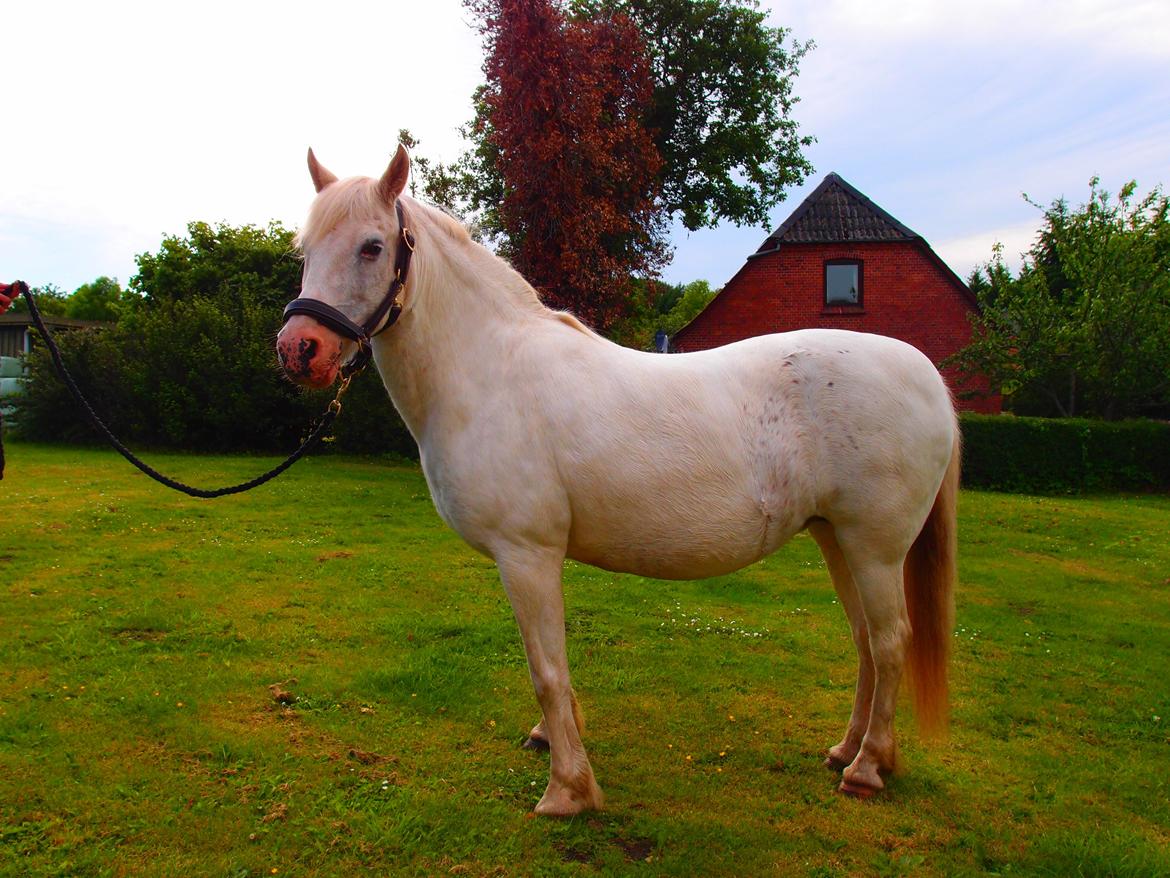 Anden særlig race Snehvide billede 7