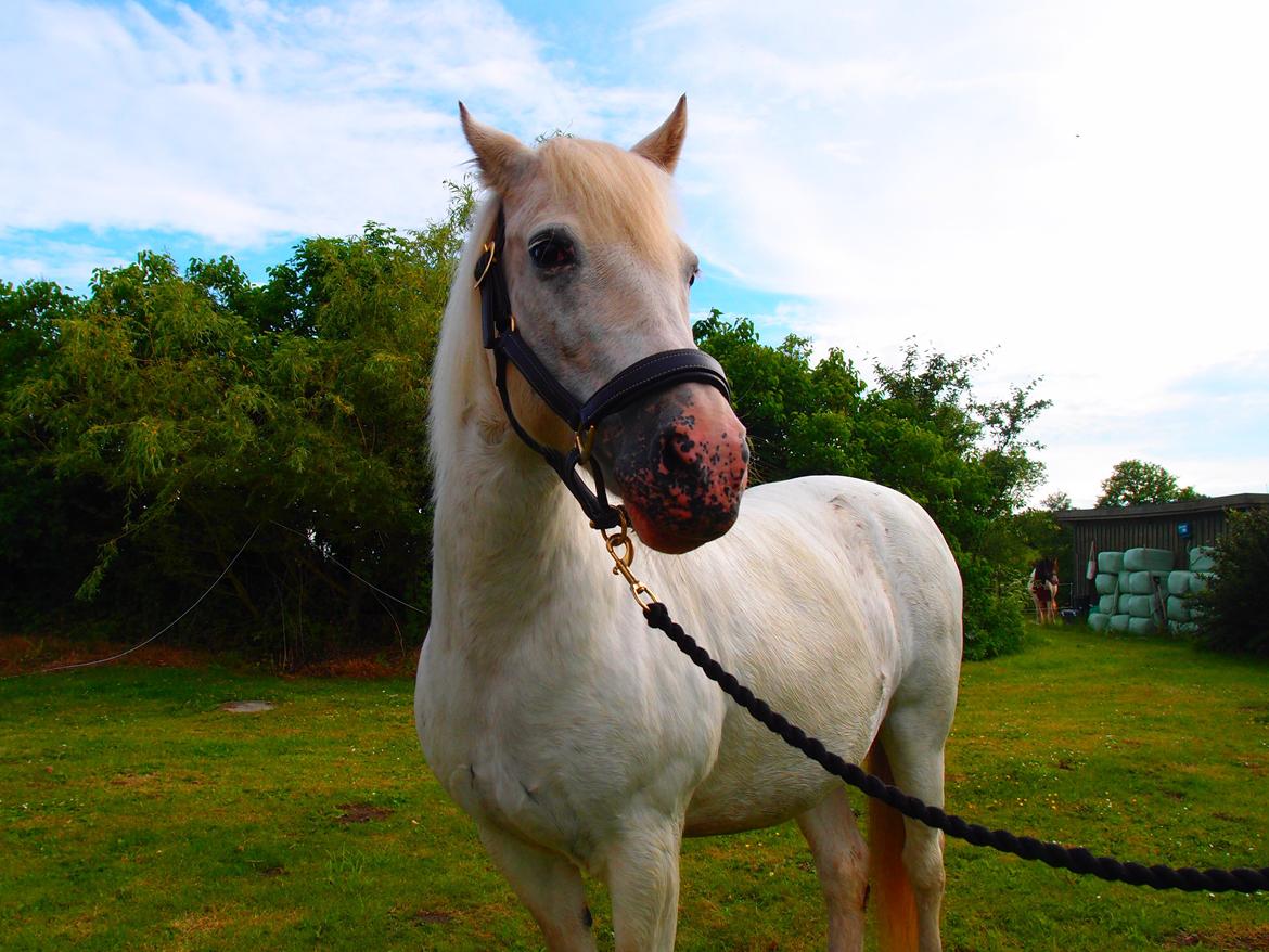 Anden særlig race Snehvide billede 9
