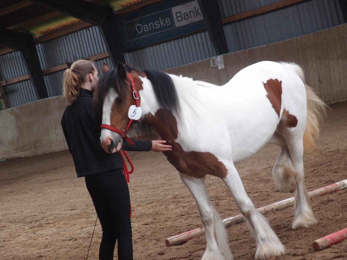 Irish Cob Caraminas Calina billede 1