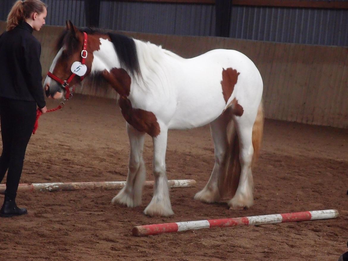 Irish Cob Caraminas Calina billede 3