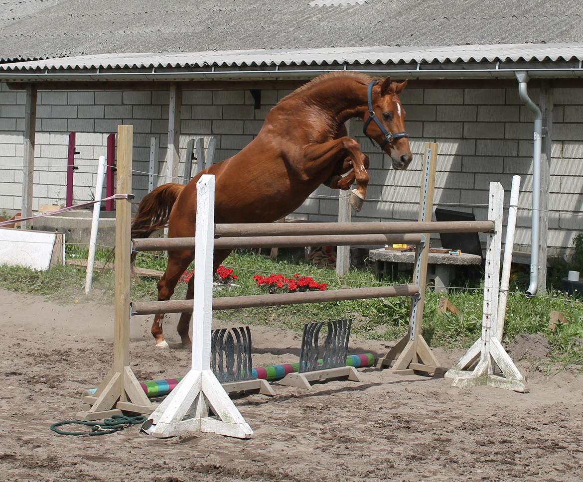 Hannoveraner Selena billede 3