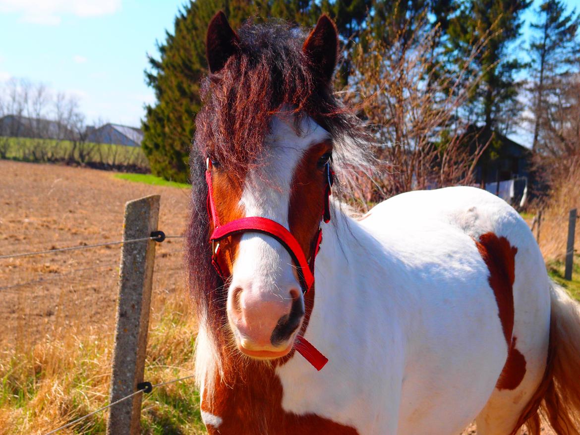 Irish Cob Caraminas Calina billede 4